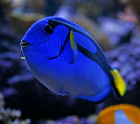 Regal Tang with Other Fish
