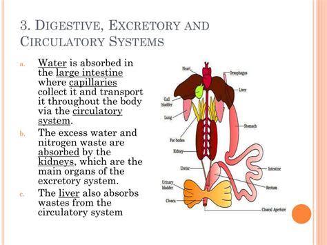 relationship between digestive system and circulatory system