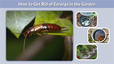 removing earwigs garden
