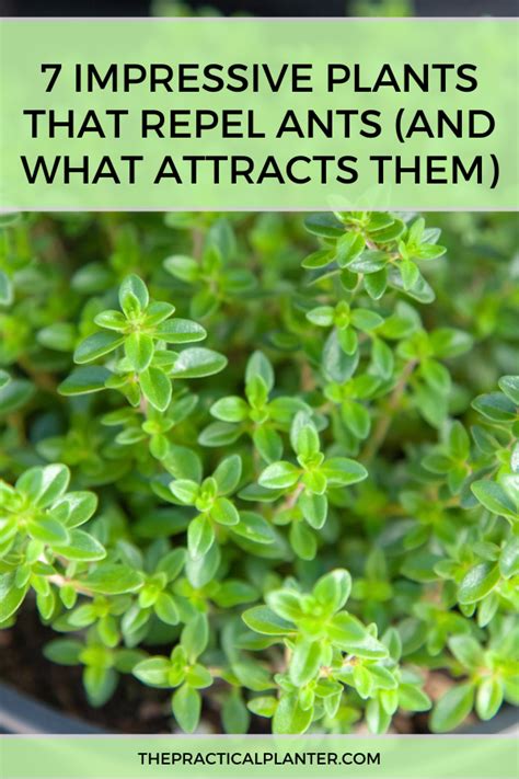 repel ants from plants