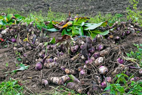 replanting canna bulbs