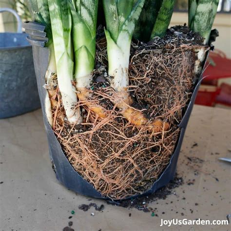 repotting a large plant