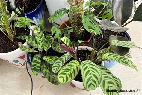repotting calathea