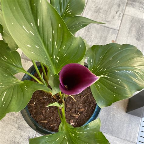 repotting calla lily