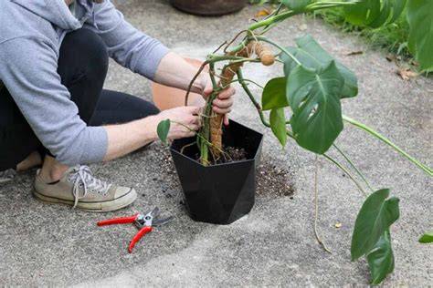 repotting cheese plants
