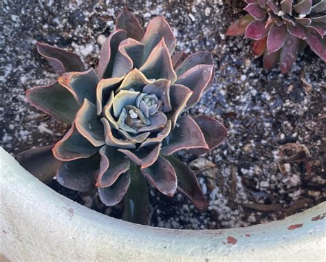 repotting echeveria