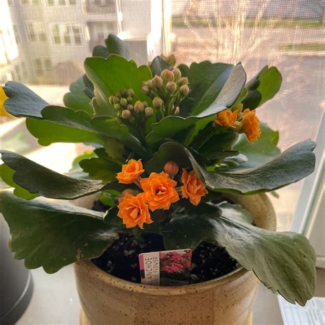 repotting kalanchoe