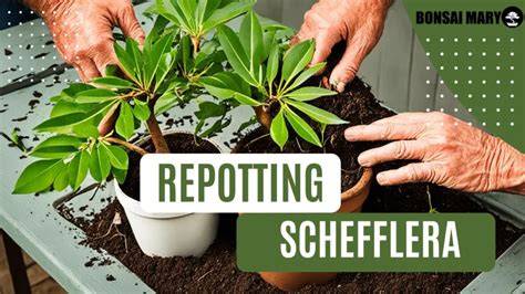 repotting schefflera plants
