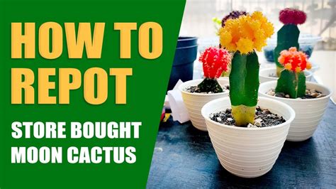 repotting store bought cactus