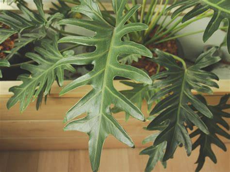 repotting tree philodendrons