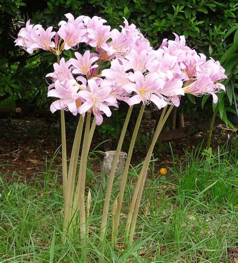 resurrection lily