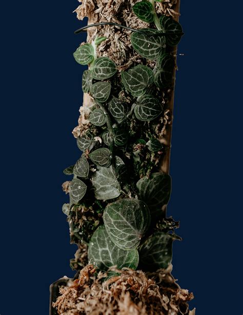 rhaphidophora cryptantha