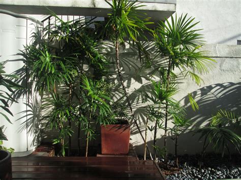 rhapis humilis