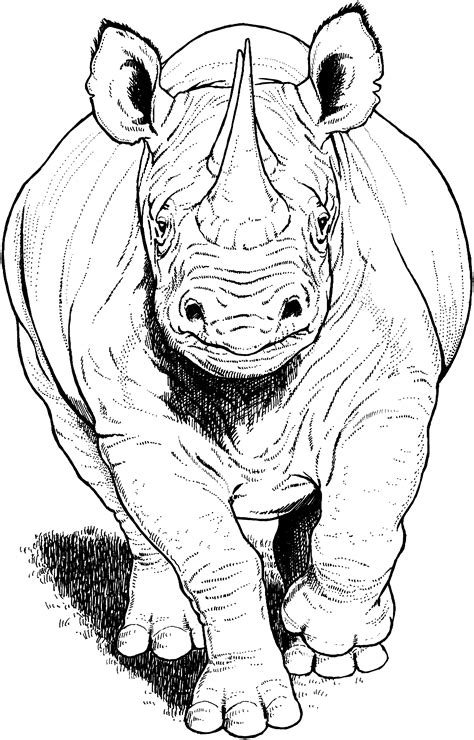 rhino coloring page