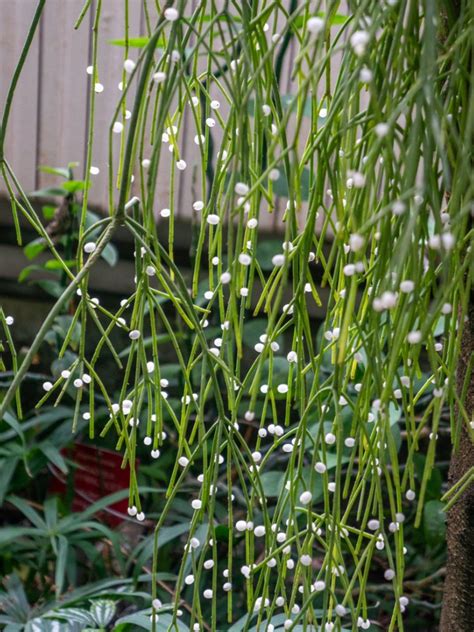 rhipsalis mistletoe cactus