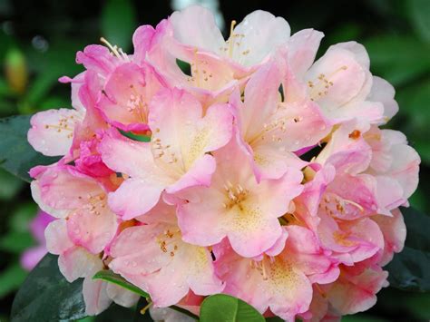 rhodo percy wiseman