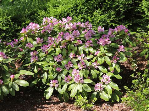 rhododendron dufthecke