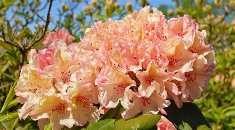 rhododendron full sun