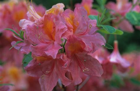 rhododendron mount saint helens