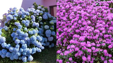 rhododendron vs hydrangea