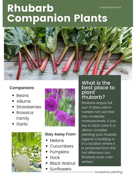 rhubarb companion plants