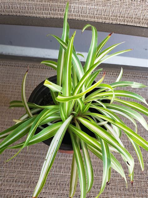 ribbon plant