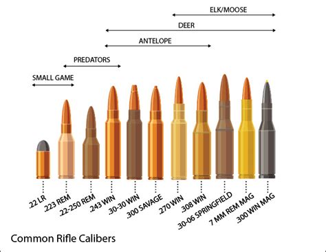 Rifle Ammo Sizes Chart