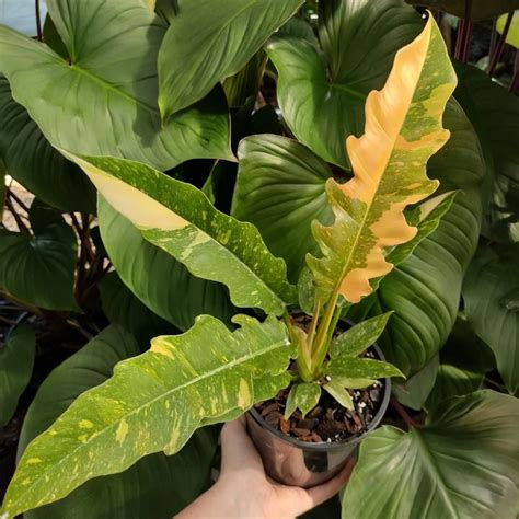 ring of fire philodendron