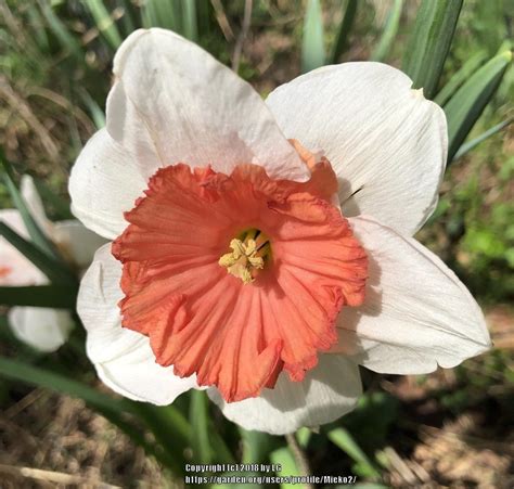 riot daffodil