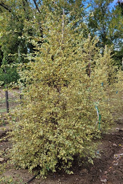 river birch shiloh splash