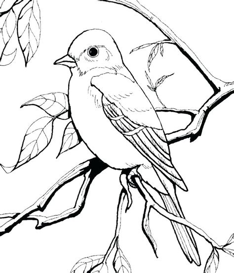 robin bird coloring pages