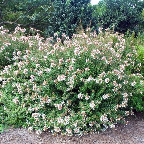 rock creek abelia