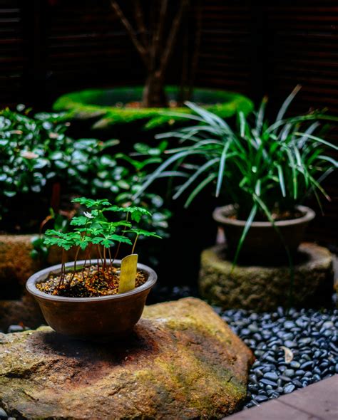 rock garden with potted plants