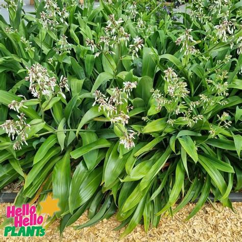 rock lily