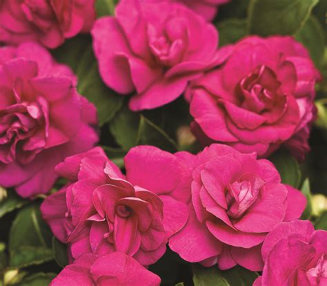 rockapulco impatiens