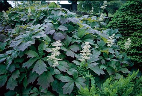 rodgersia podophylla