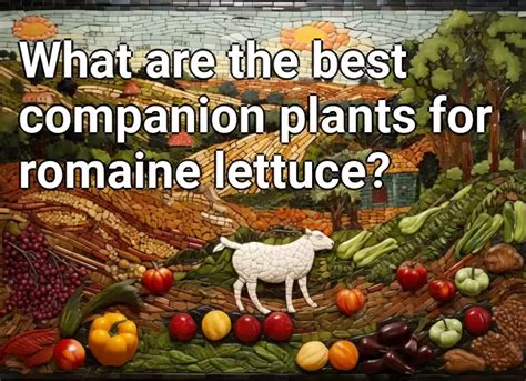 romaine lettuce companion plants