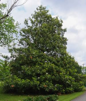 Root Nashville Tree Catalog