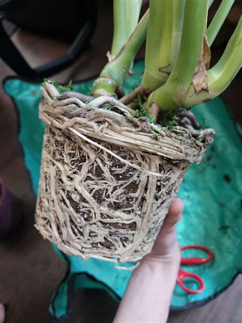 rootbound monstera