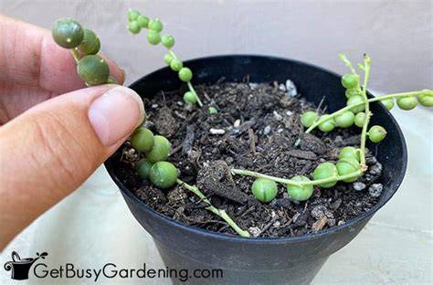 rooting string of pearls cuttings
