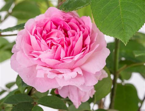 rosa constance spry