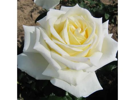 rosa diamond days