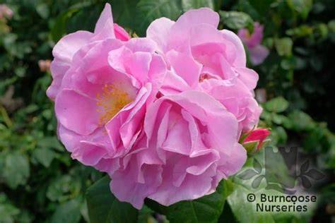 rosa lucky