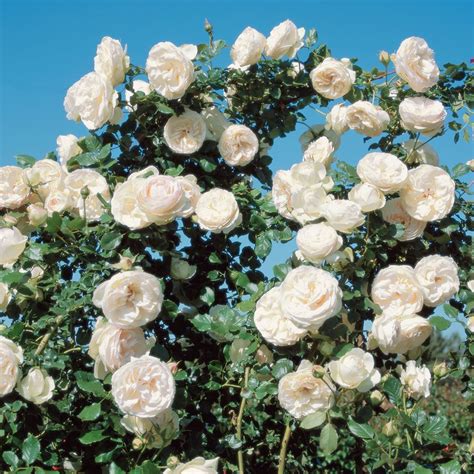 The Beauty of Rosa White Climber