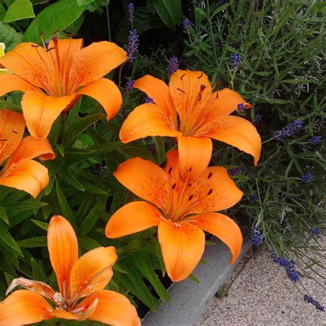rosalyn asiatic lily