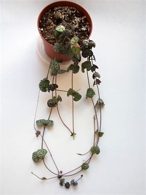 rosary vine