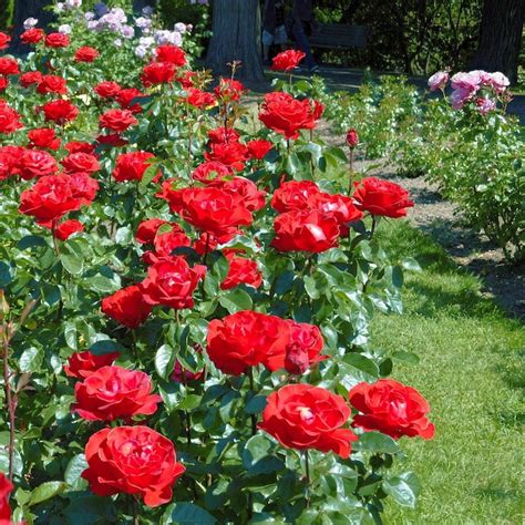 rose arctic flame