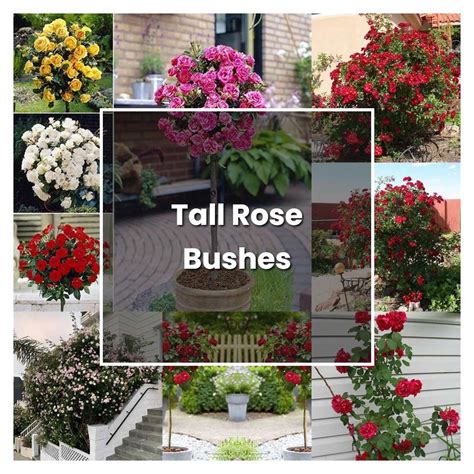 rose bush care