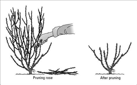 rose bush care for dummies