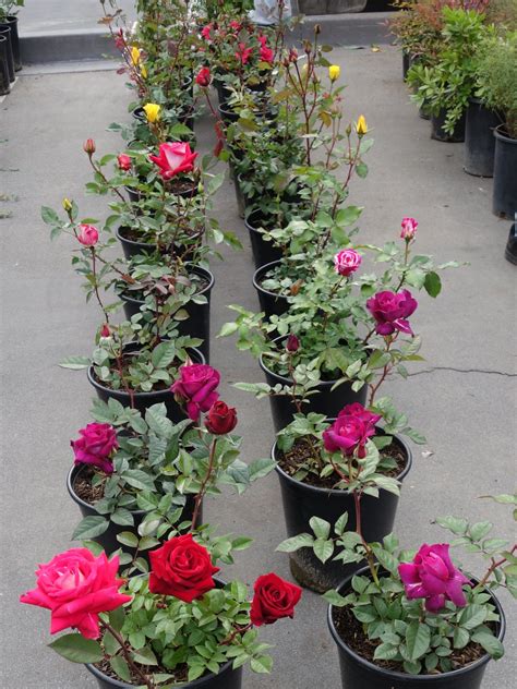 rose bushes for sale